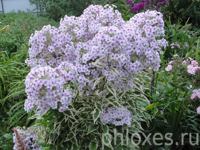 Флокс дарвинс джойс