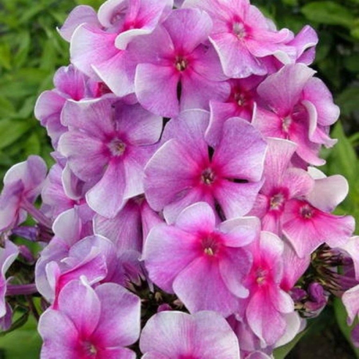 Флокс метельчатый виренея