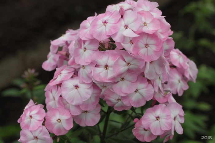 Флокс метельчатый мадам клико