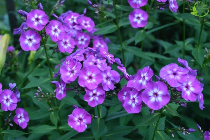 Флокс метельчатый laura