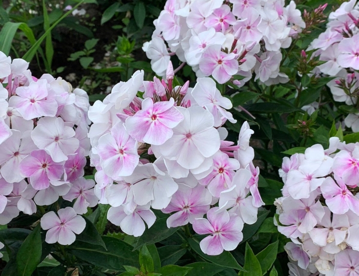 Флокс метельчатый москвичка