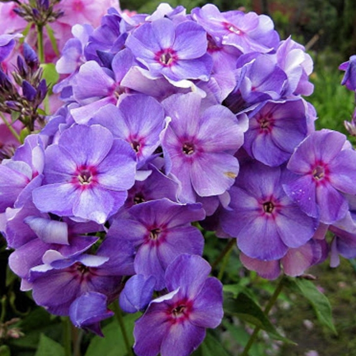 Флокс метельчатый sweet summer