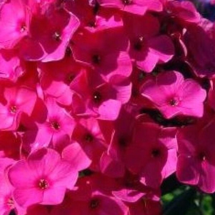 Флокс церизе