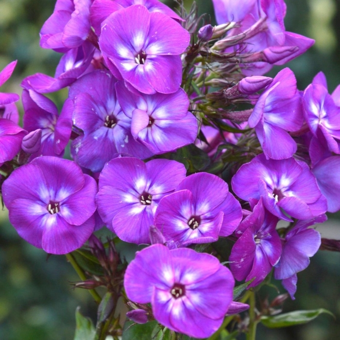 Флокс метельчатый адинда