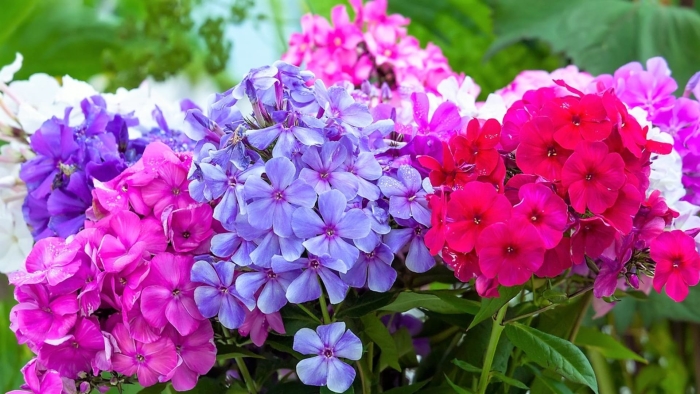 Флокс метельчатый пурпле