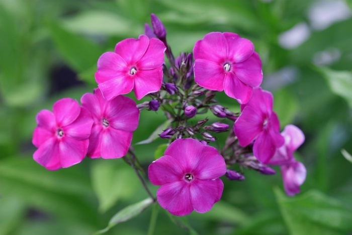 Флокс метельчатый мари