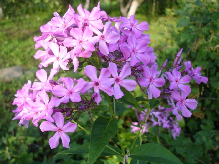 Сирень и флоксы