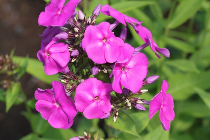 Флокс метельчатый далила