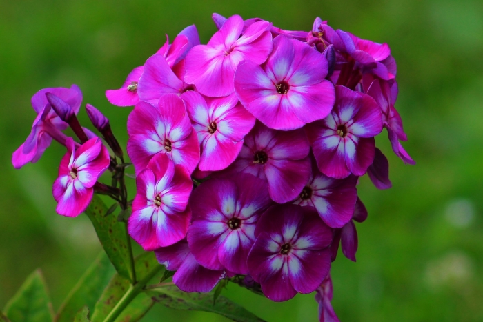 Флокс метельчатый кураж