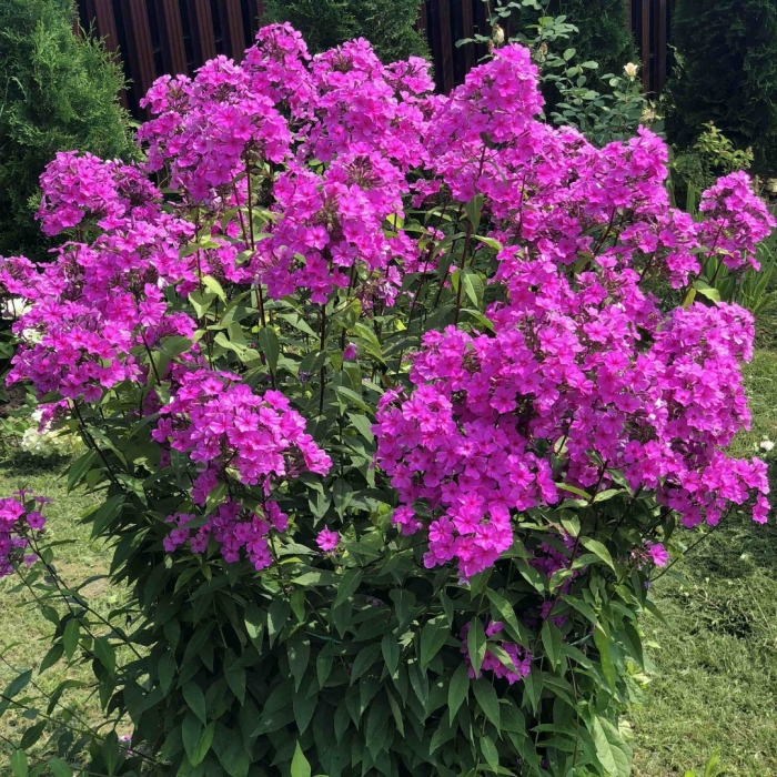 Флокс многолетний