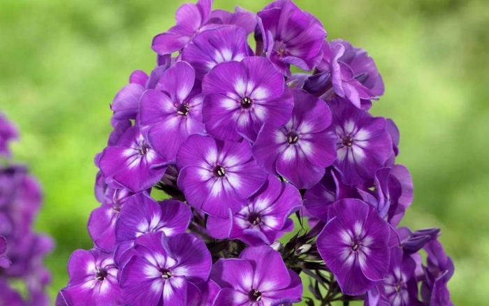 Флокс адинда