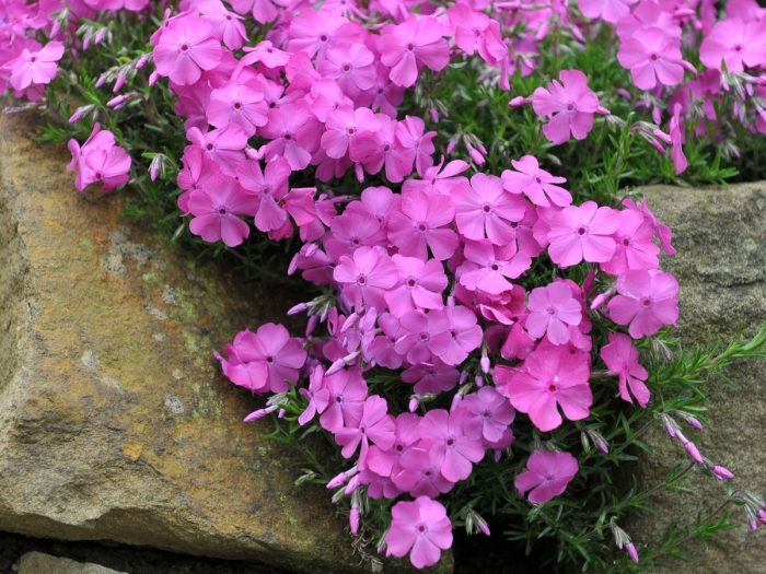 Флокса шиловидного