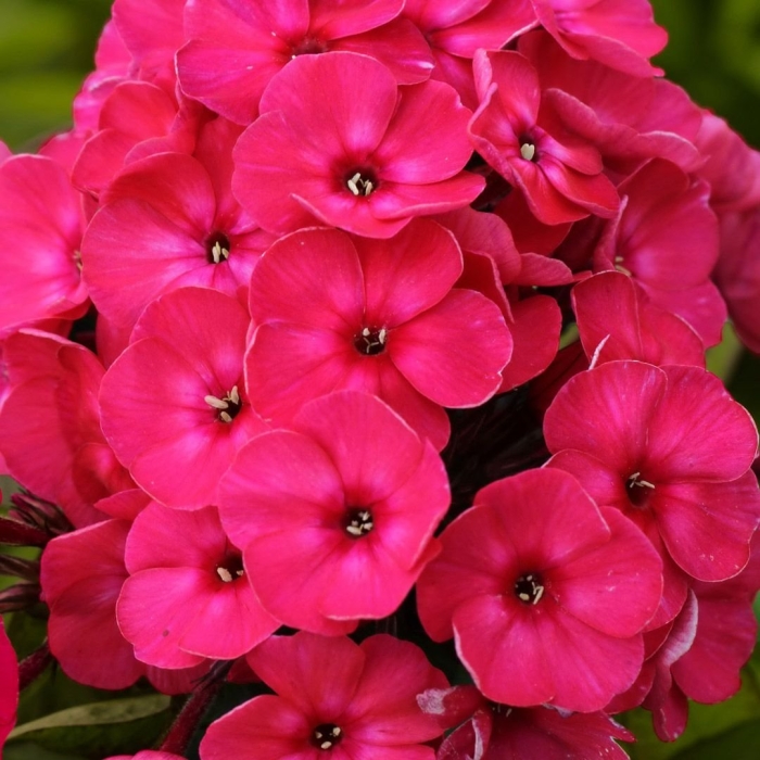 Флокс метельчатый привет