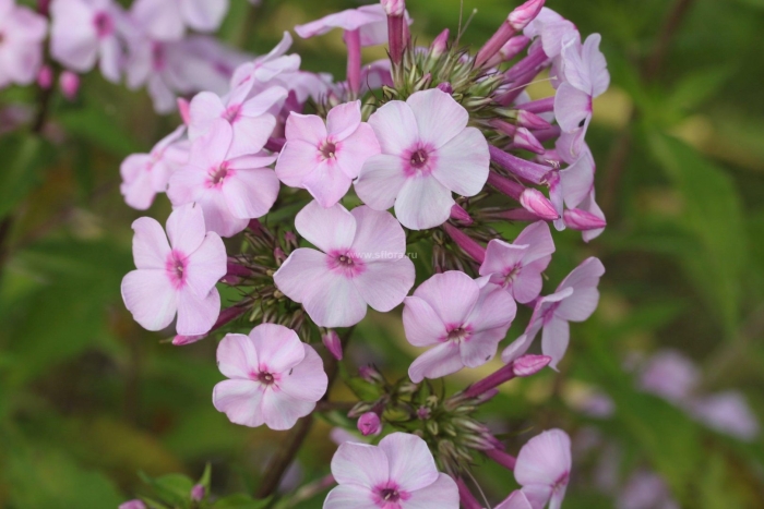 Флокс метельчатый сиреневый туман