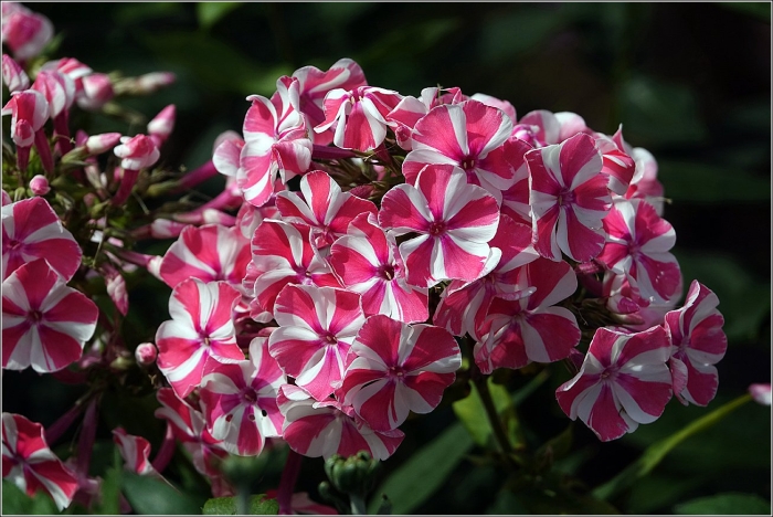 Флокс метельчатый пеперминт твист