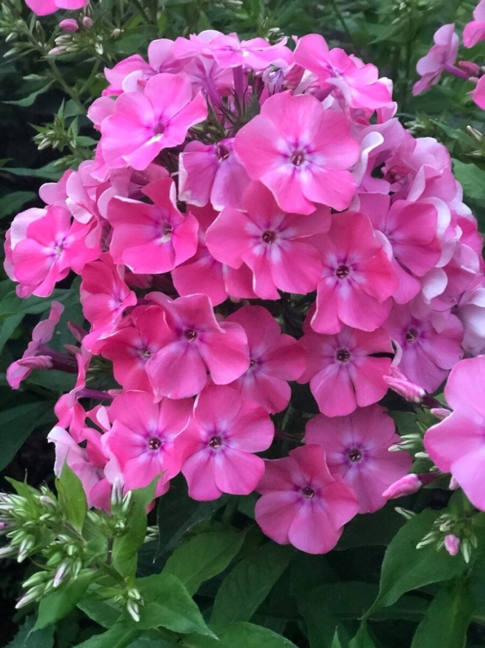 Флокс метельчатый анастасия