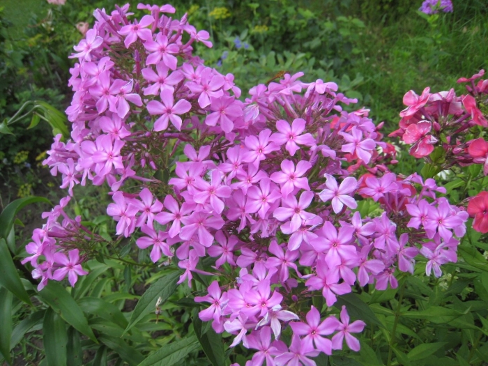 Флокс звездочет