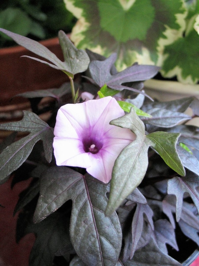 Ипомея фарбитис