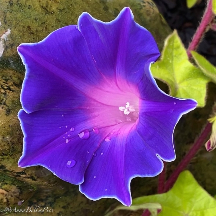 Ипомея кикио заки