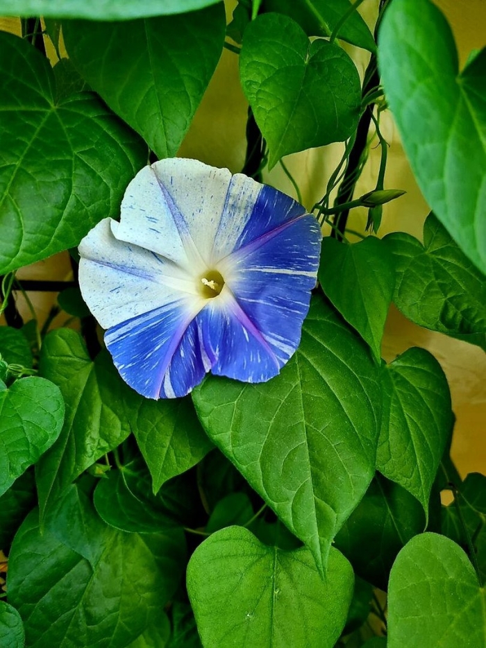 Ипомея heavenly blue