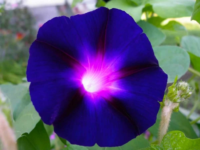 Ипомея голубая звезда