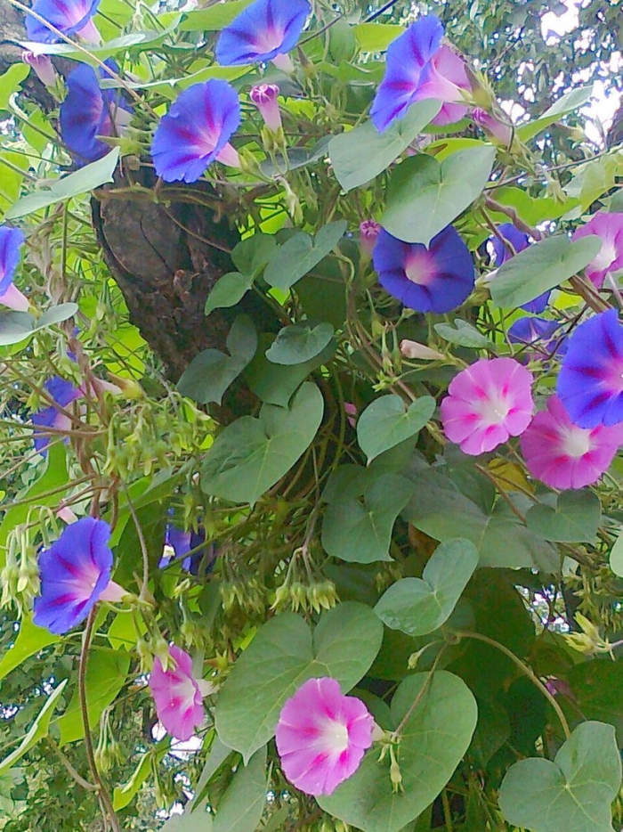 Цветок ипомея