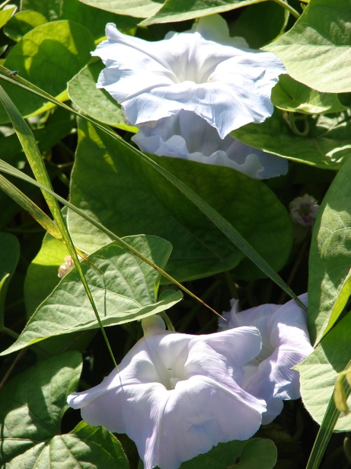 Ипомея индика