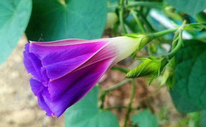 Ипомея нил бутоны
