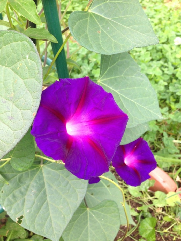 Ипомея растение