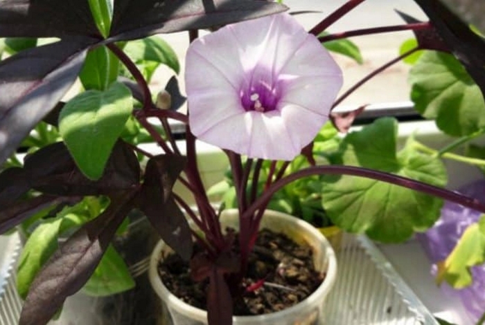 Цветок ипомея батат