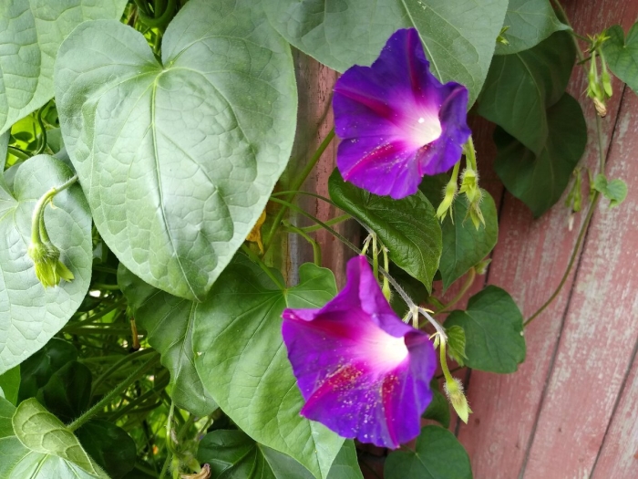 Ипомея небосвод