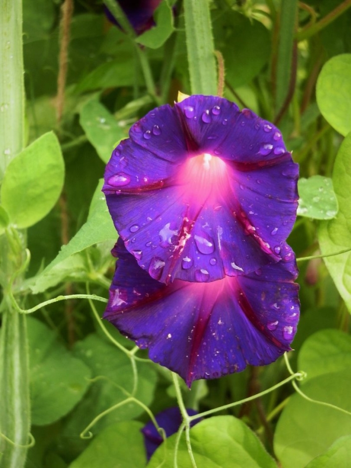 Ипомея нил кайкио-заки