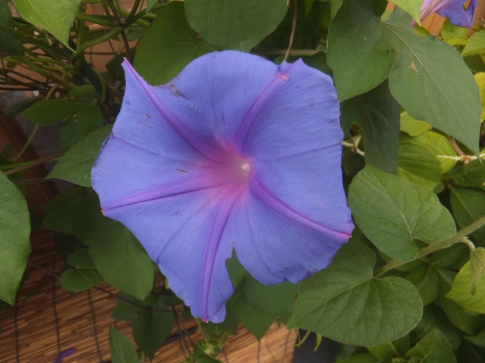 Ипомея пурпурная