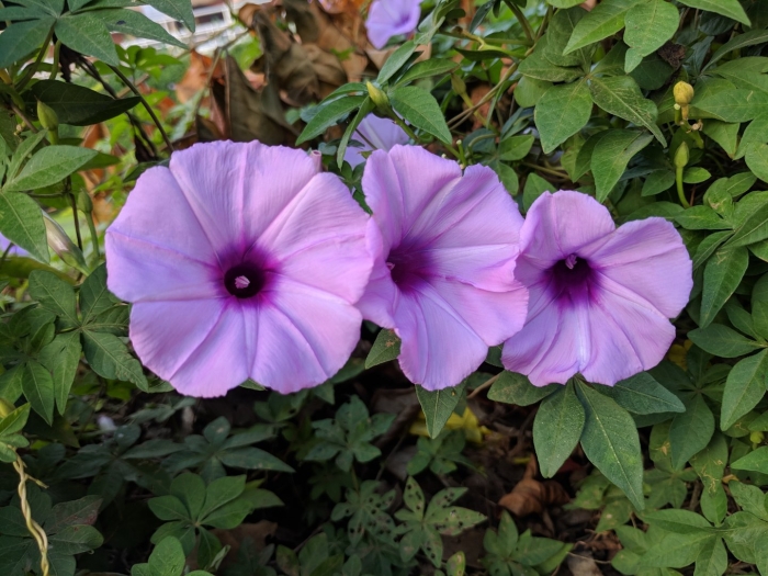 Ipomoea cairica
