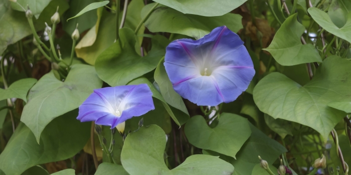 Ипомея монинг глори