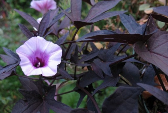 Ипомея батат каролина