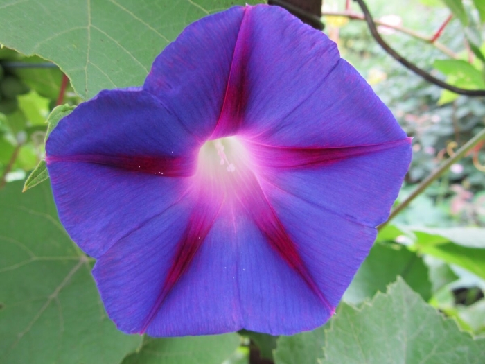 Ипомея фиолетовая