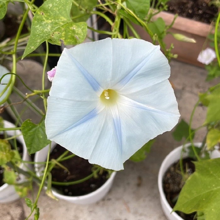 Ipomoea tricolor blue star