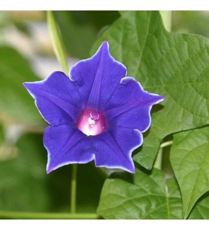 Вьюнок ипомея нил