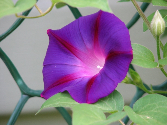 Ипомея шантеклер