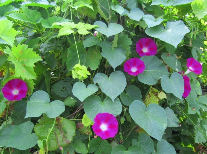 Ипомея малиновый каприз