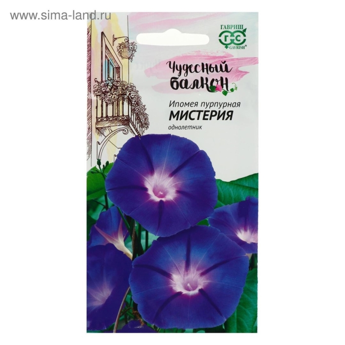 Ипомея мистерия