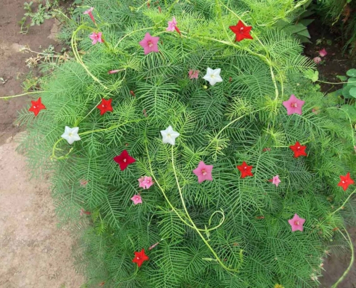 Квамоклит перистый кипарисная лиана