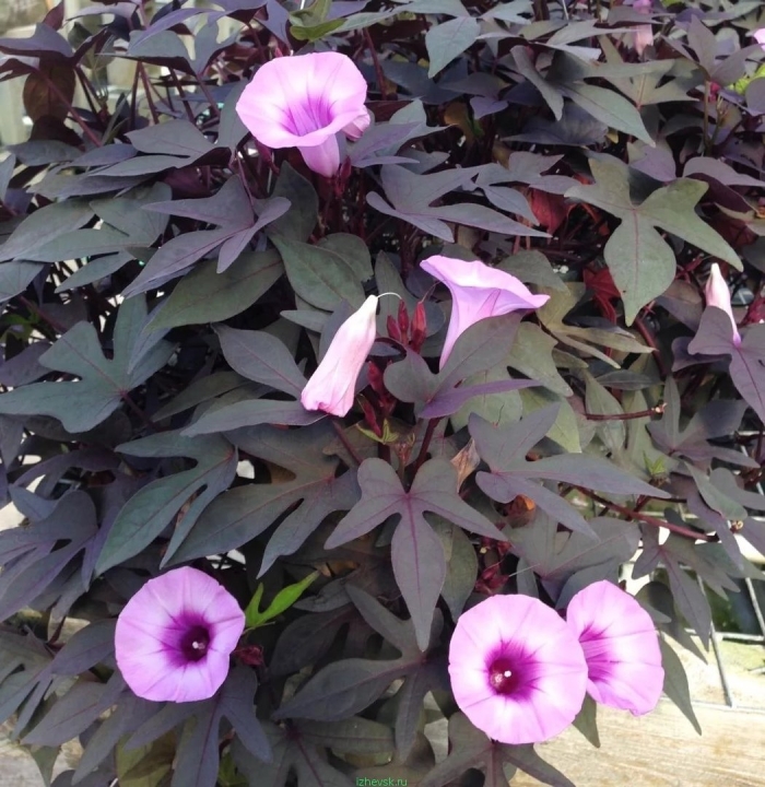 Батат ипомея