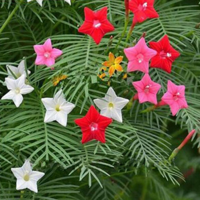 Ипомеи квамоклит