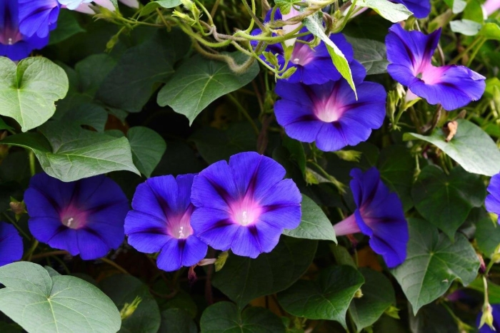 Вьюнок ипомея трехцветная