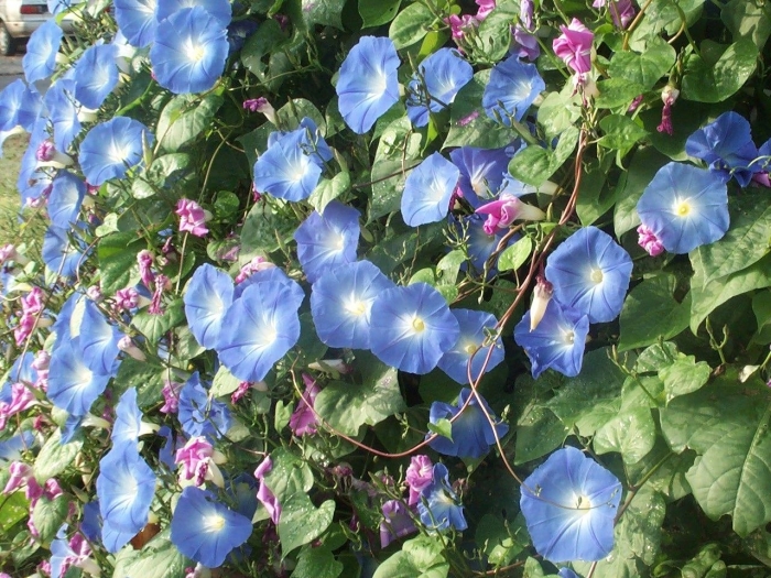 Ипомея жизель