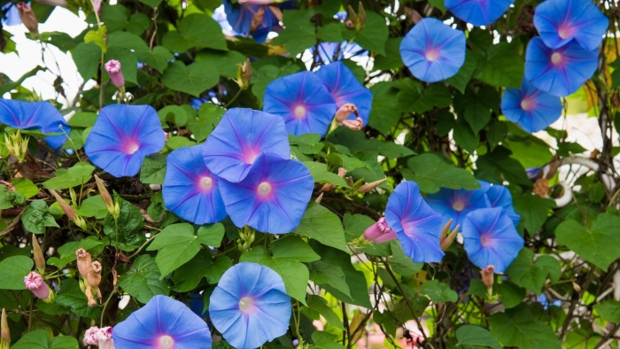 Трёхцветная ипомея