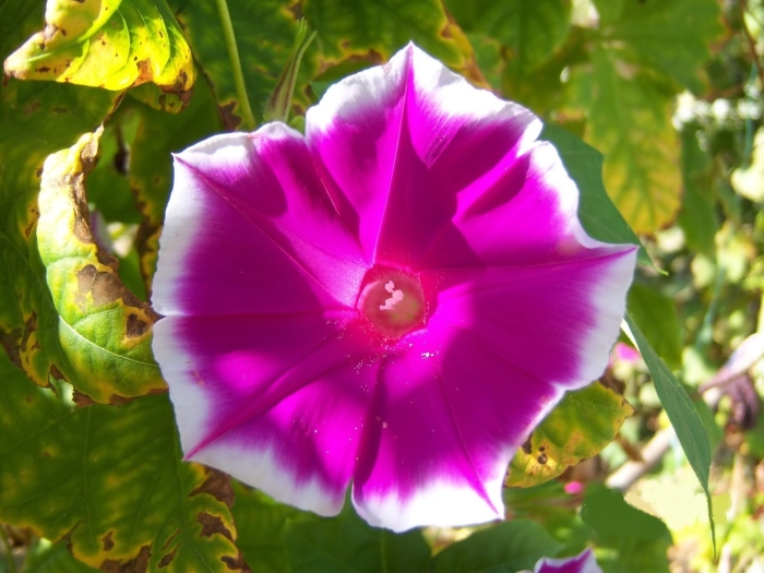 Вьюнок ипомея нил