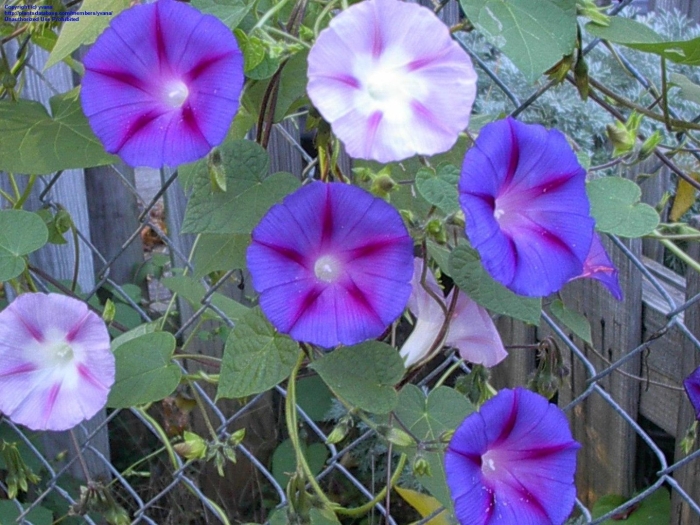 Ипомея пикоти синяя